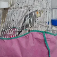 یک جفت عروس هلندی سخنگو،دستی