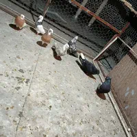 کفتر رنگی به قیمت خوب