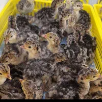 جوجه بوقلمون برنزانگلیسی1هفته بهترین نژاد تخم گوشت|حیوانات مزرعه|سیرجان, |دیوار