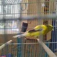 قناری رسمی نرو ماده|پرنده|اندیشه, اندیشه فاز ۱|دیوار