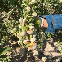 فروش درخت بادام منقا پوست سنگی