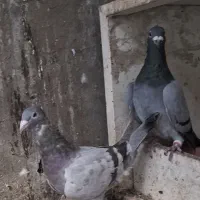 کبوتر نر و ماده جفت|پرنده|قزوین, |دیوار