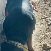 سگ روتوایلر نر