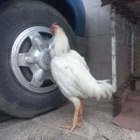 خروس لاری برزیلی