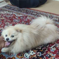 سگ پامیرین عروسکی|سگ|بندرعباس, |دیوار