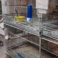 قفس ۸خان پژاوند قاطری قفس کاسکویی ۱۰۳۳و ۱۰۳۲|لوازم جانبی حیوانات|تهران, شهرک دریا|دیوار