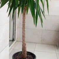 فروش گل یوکا باگلدان