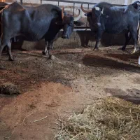 گاومیش های درجه یک