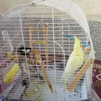 یه جفت عروس هلندی|پرنده|نسیمشهر, |دیوار