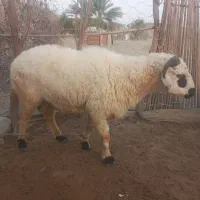 غوچ سالم وسرحال قیمت ۲۰ ملیون تخفیف ندارد