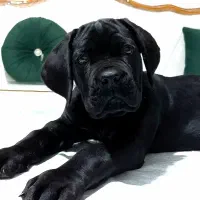 توله کین‌کورسو/کن‌کورسو