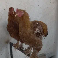 خروس برهما فقط معاوضه|حیوانات مزرعه|تهران, بازار|دیوار