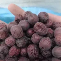 زرشک تازه نوبرانه بیرجند با عناب قیمت مناسب|حراج|زابل, |دیوار