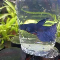 ماهی فایتر|ماهی|آستانه اشرفیه, |دیوار