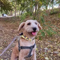 تریر ماده سالم