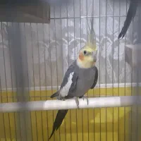 عروس هلندی|پرنده|الوند, |دیوار