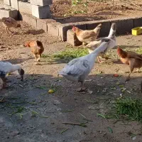 مرغ محلی و غاز|حیوانات مزرعه|دهلران, |دیوار