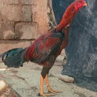 خروس لاری|حیوانات مزرعه|تربت جام, حافظ|دیوار