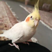 عروس هلندی نر