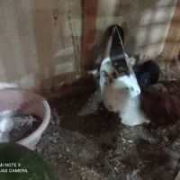 کفتر|پرنده|قم, کاسه گران|دیوار