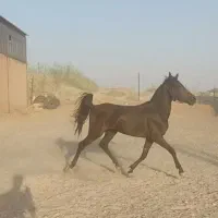 کره مادیان مشکی کردان حیدری