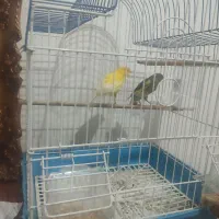 یه جفت قناری