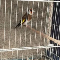 سهره مست و کارداده