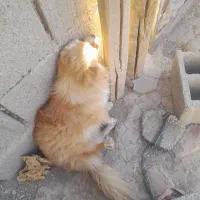 یک سگ فروشی دارم  نر|سگ|صباشهر, |دیوار