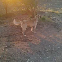 سگ گله|سگ|قره پشتلو, |دیوار