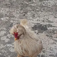 خروس خوشگل