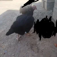 مرغ کرک