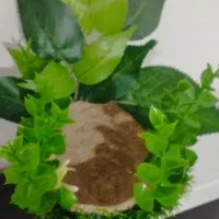 سهره|پرنده|ایلام, |دیوار