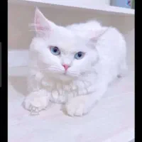 پرشین نر|گربه|رفسنجان, |دیوار