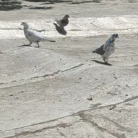 کبوتر. پرشی..