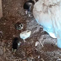 مرغ با۱۰جوجه لاری|حیوانات مزرعه|بالا ولایت, |دیوار