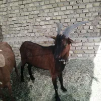 کره نر آلپاین|حیوانات مزرعه|میبد, |دیوار