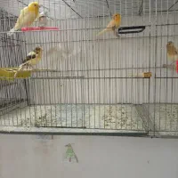 قناری نروماده جونه جفت نگرفته