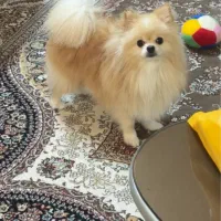 سگ پامر خرسی|سگ|کیش, |دیوار