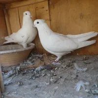 کفتر زیبا پرشی|پرنده|ملارد, |دیوار