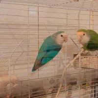 جراحی روستای گرگر|پرنده|چمران, |دیوار