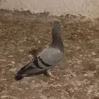 جوجه کفتر
