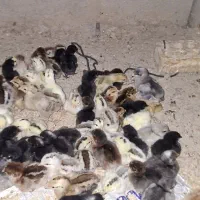 جوجه|حیوانات مزرعه|سوق, |دیوار
