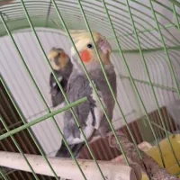 عروس هلندی سه ماه نر