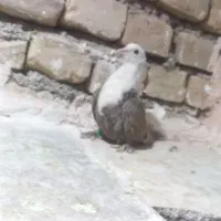 حیون گرفتنی|پرنده|سبزوار, شهرک جهاد|دیوار