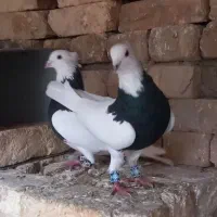 کبوتر|پرنده|ورزنه, |دیوار