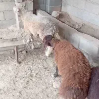 بره قزل افشار و ماده افشار قیرزیر قوچی مادر قلوزا