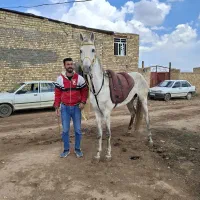 اسب ترکمن ودهشور
