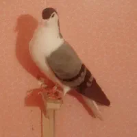 چپ سبز ماده درشت