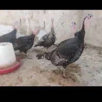 بوقلمون ماده برنز ۸ماهه ۲۴۰۰بمدت ۲روز