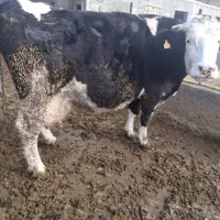 گاو شیری دوقلو زا